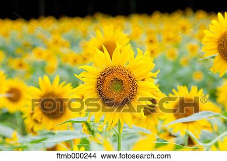 Picture - Sunflowers. Fotosearch