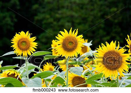 Sunflowers View Large Photo Image Stock Image - Sunflowers. Fotosearch