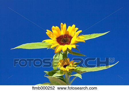 Sunflowers View Large Photo Image Stock Image - Sunflowers. Fotosearch
