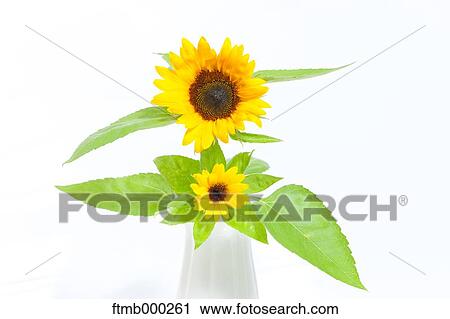 Stock Image - Sunflowers. Fotosearch
