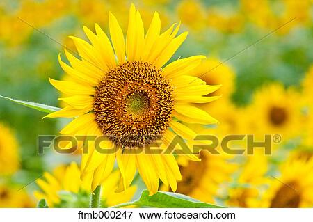 Stock Photo - Sunflowers. Fotosearch
