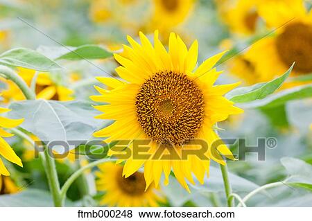 Stock Photo - Sunflowers. Fotosearch