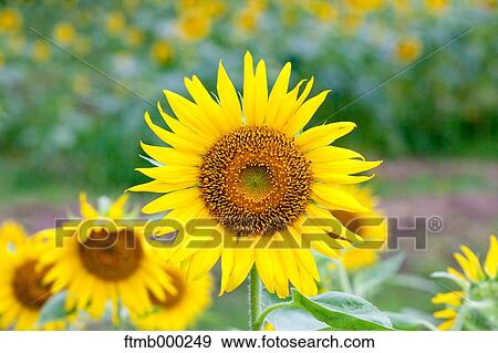 Sunflowers View Large Photo Image Stock Photo - Sunflowers. Fotosearch