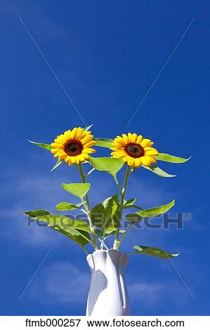 Stock Photo - Sunflowers. Fotosearch