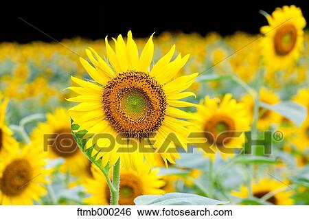 Sunflowers View Large Photo Image Stock Photograph - Sunflowers. Fotosearch