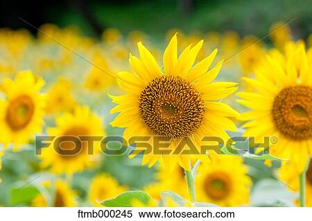 Stock Photography - Sunflowers. Fotosearch