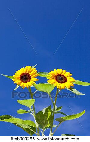 Sunflowers View Large Photo Image Stock Photography - Sunflowers. Fotosearch