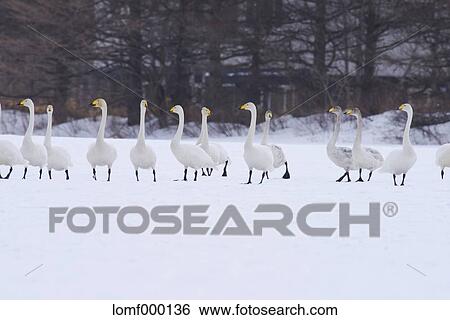Swans, Hokkaido View Large Photo Image Stock Photograph - Swans, Hokkaido. Fotosearch