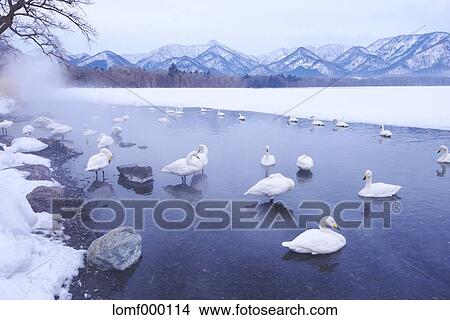Picture - Swans in Hokkaido, Japan. Fotosearch