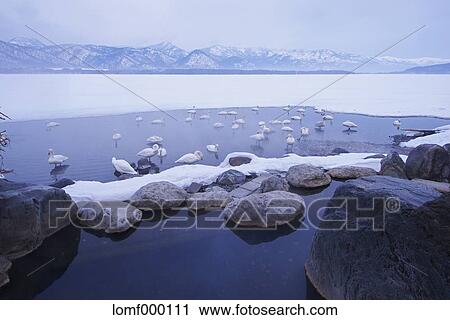 Stock Image - Swans in Hokkaido, Japan. Fotosearch