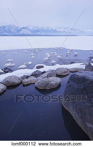 Stock Image - Swans in Hokkaido, Japan. Fotosearch