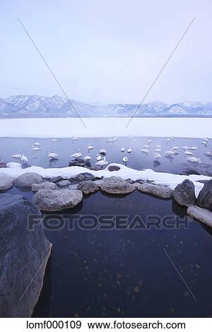 Swans in Hokkaido, Japan View Large Photo Image Stock Photo - Swans in Hokkaido, Japan. Fotosearch