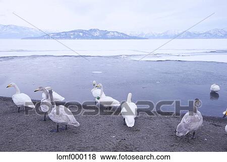Swans in Hokkaido, Japan View Large Photo Image Stock Photo - Swans in Hokkaido, Japan. Fotosearch