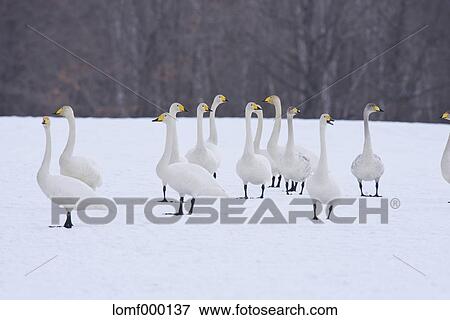Stock Photo - Swans in Hokkaido, Japan. Fotosearch