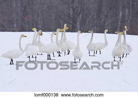 Stock Photo - Swans in Hokkaido, Japan. Fotosearch