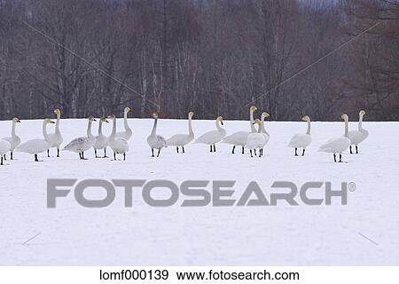 Stock Photo - Swans in Hokkaido, Japan. Fotosearch