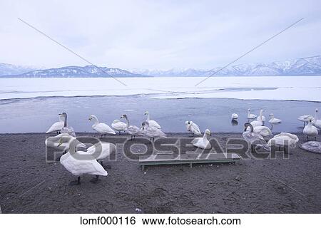 Swans in Hokkaido, Japan View Large Photo Image Stock Photograph - Swans in Hokkaido, Japan. Fotosearch