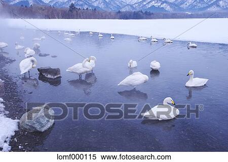 Swans in Hokkaido, Japan View Large Photo Image Stock Photography - Swans in Hokkaido, Japan. Fotosearch
