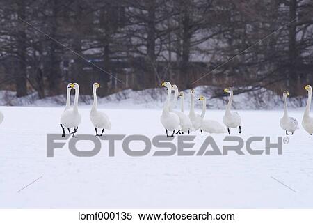 Swans in Hokkaido, Japan View Large Photo Image Stock Photography - Swans in Hokkaido, Japan. Fotosearch
