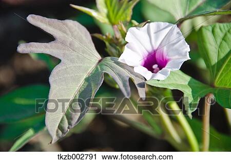 Stock Image - Sweet potato flower. Fotosearch