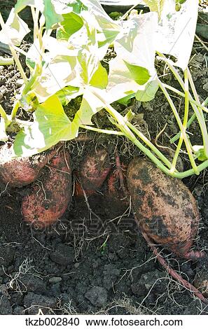 Sweet potatoes View Large Photo Image Stock Image - Sweet potatoes. Fotosearch