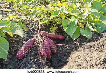 Stock Photo - Sweet potatoes. Fotosearch