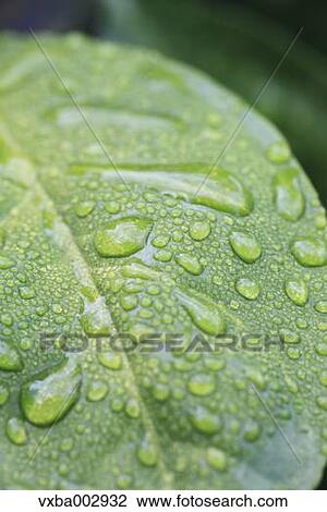 Tangerine leaf View Large Photo Image Stock Image - Tangerine leaf. Fotosearch