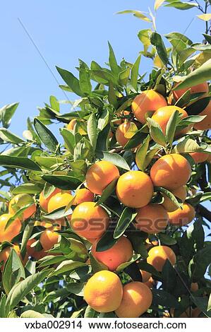 Tangerines View Large Photo Image Picture - Tangerines. Fotosearch