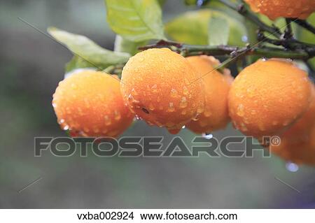 Tangerines View Large Photo Image Picture - Tangerines. Fotosearch