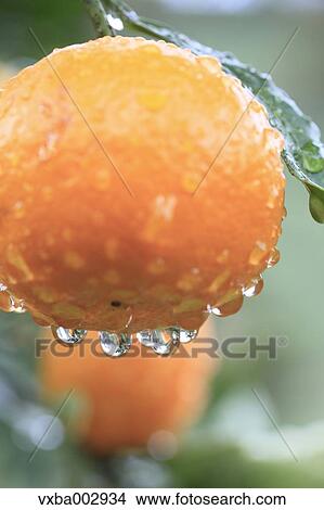 Tangerines View Large Photo Image Picture - Tangerines. Fotosearch