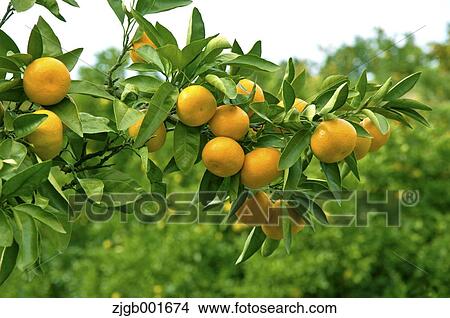 Tangerines View Large Photo Image Picture - Tangerines. Fotosearch