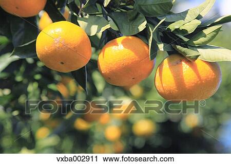 Tangerines View Large Photo Image Stock Image - Tangerines. Fotosearch
