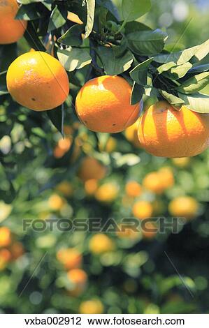 Tangerines View Large Photo Image Stock Image - Tangerines. Fotosearch