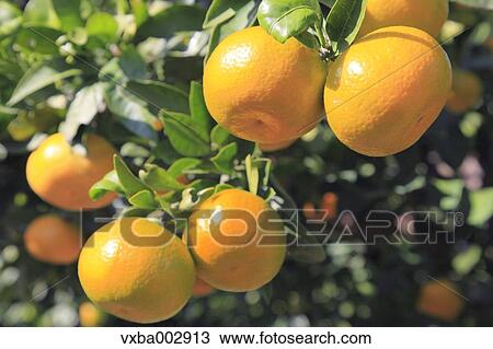 Tangerines View Large Photo Image Stock Image - Tangerines. Fotosearch