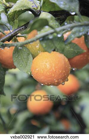Stock Image - Tangerines. Fotosearch