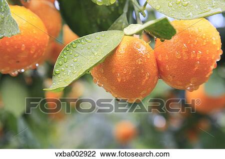 Tangerines View Large Photo Image Stock Image - Tangerines. Fotosearch