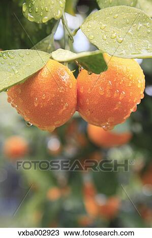 Tangerines View Large Photo Image Stock Image - Tangerines. Fotosearch