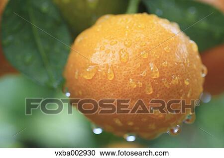 Stock Image - Tangerines. Fotosearch
