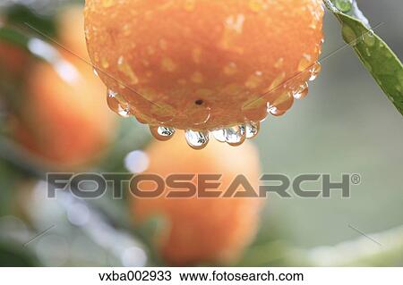 Tangerines View Large Photo Image Stock Image - Tangerines. Fotosearch
