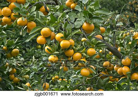 Stock Image - Tangerines. Fotosearch