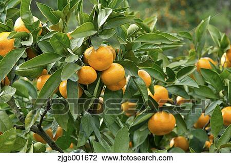 Stock Image - Tangerines. Fotosearch