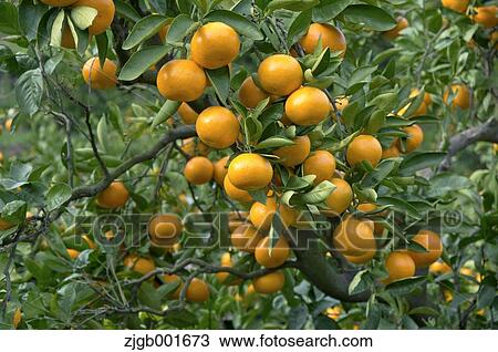 Stock Image - Tangerines. Fotosearch