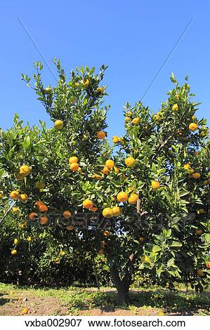 Tangerines View Large Photo Image Stock Photo - Tangerines. Fotosearch