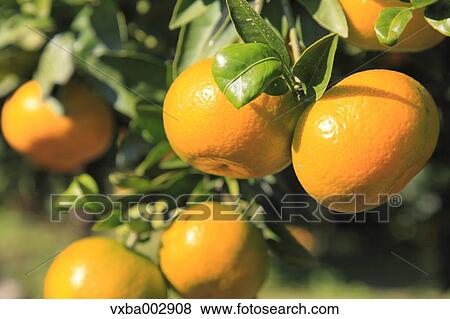 Tangerines View Large Photo Image Stock Photo - Tangerines. Fotosearch