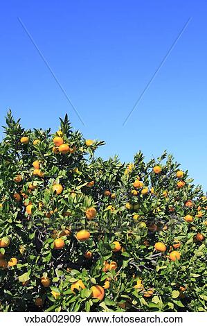 Tangerines View Large Photo Image Stock Photo - Tangerines. Fotosearch