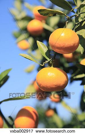 Stock Photo - Tangerines. Fotosearch