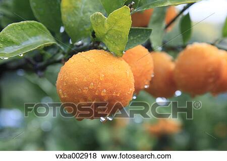 Tangerines View Large Photo Image Stock Photo - Tangerines. Fotosearch