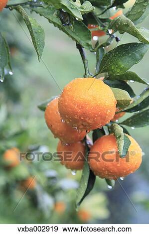 Tangerines View Large Photo Image Stock Photo - Tangerines. Fotosearch