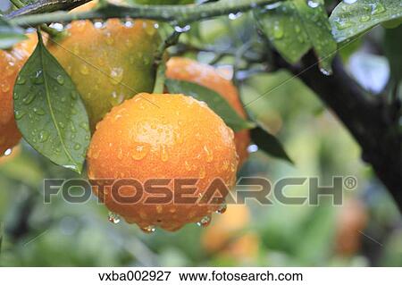 Tangerines View Large Photo Image Stock Photo - Tangerines. Fotosearch