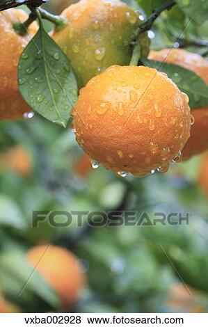 Tangerines View Large Photo Image Stock Photo - Tangerines. Fotosearch